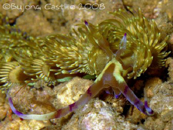 Flabellina - Taken at Kaputian divesite in Samal Island, ... by Arthur Castillo 
